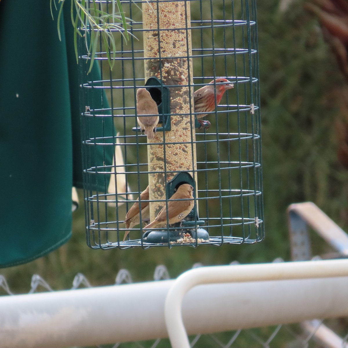 Scaly-breasted Munia - ML645623663