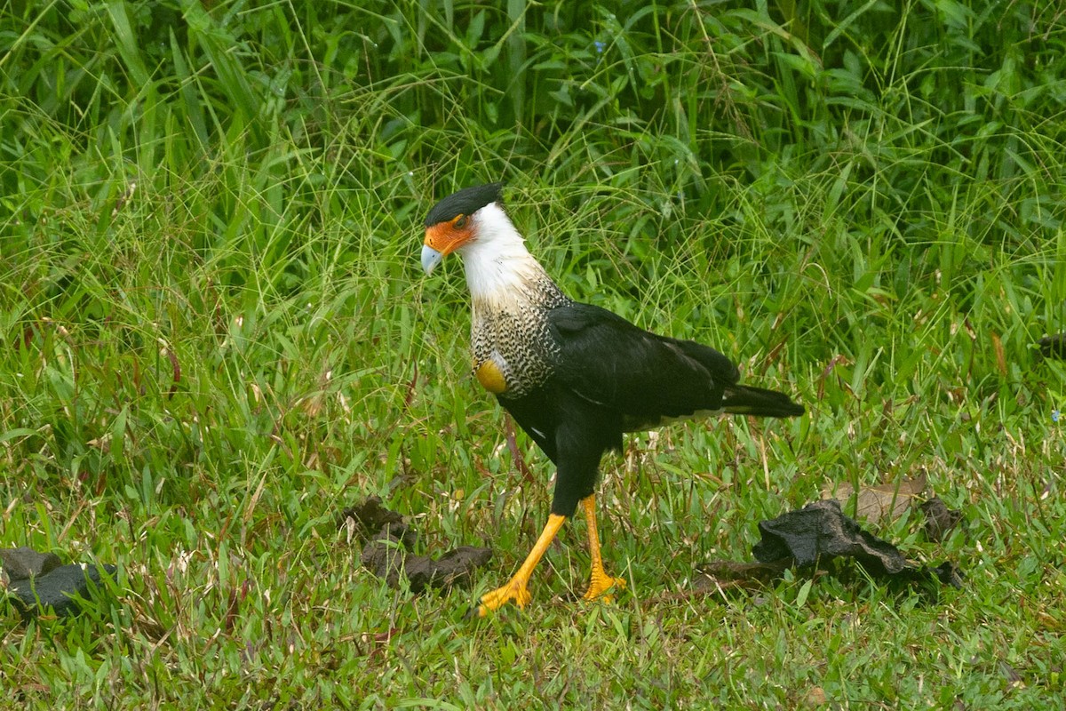 Crested Caracara - ML645623671