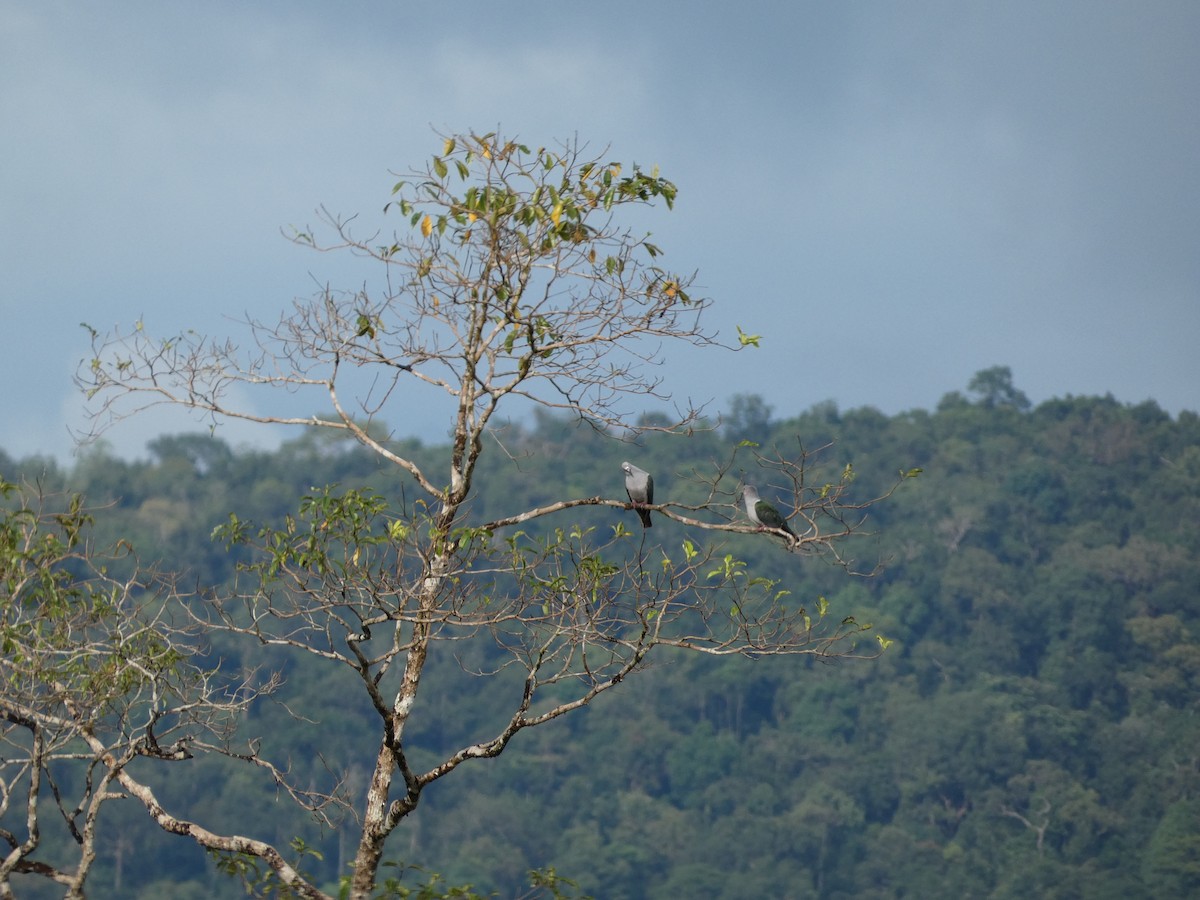 Green Imperial-Pigeon - ML645623676