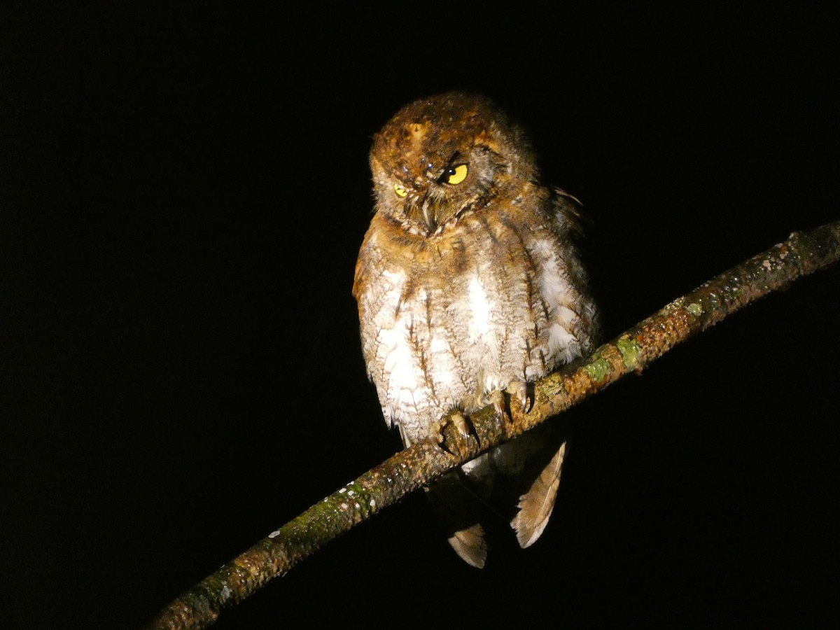 東方角鴞 - ML645623686