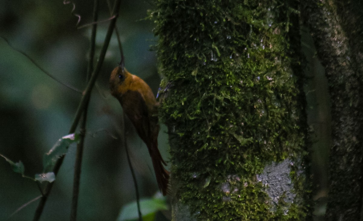 Olivaceous Woodcreeper - ML645623695