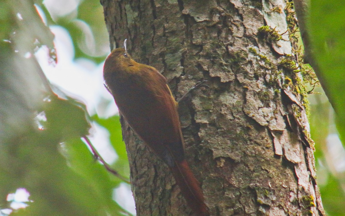 Olivaceous Woodcreeper - ML645623697