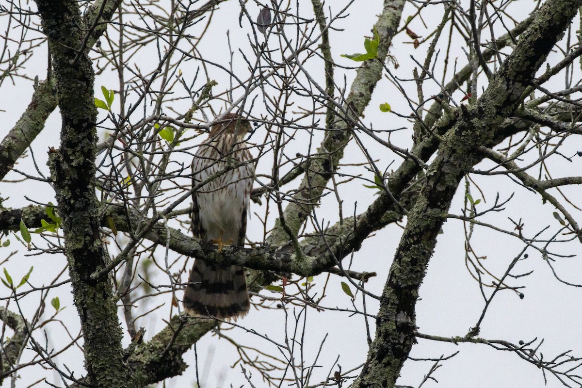 Cooper's Hawk - ML645623719