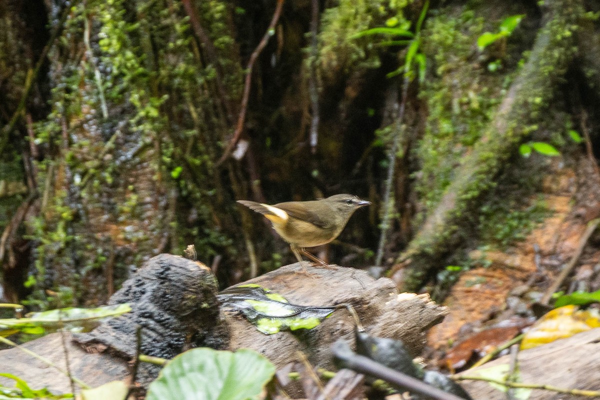 Buff-rumped Warbler - ML645623720