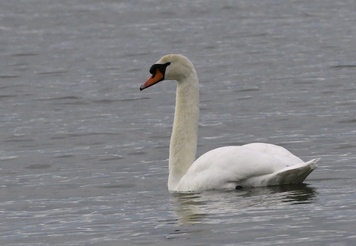 Mute Swan - ML645623722