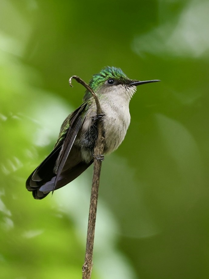 Antillean Crested Hummingbird (Lesser Antilles) - ML645623723