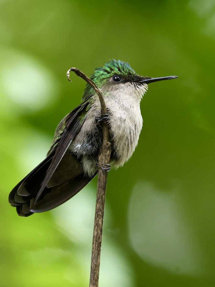 Antillean Crested Hummingbird (Lesser Antilles) - ML645623724