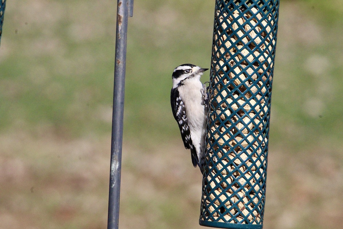Downy Woodpecker - ML645623726