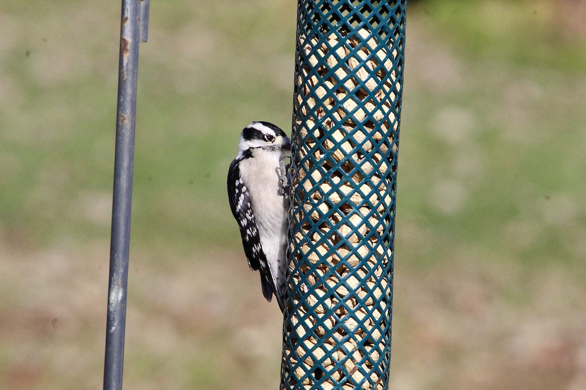 Downy Woodpecker - ML645623727