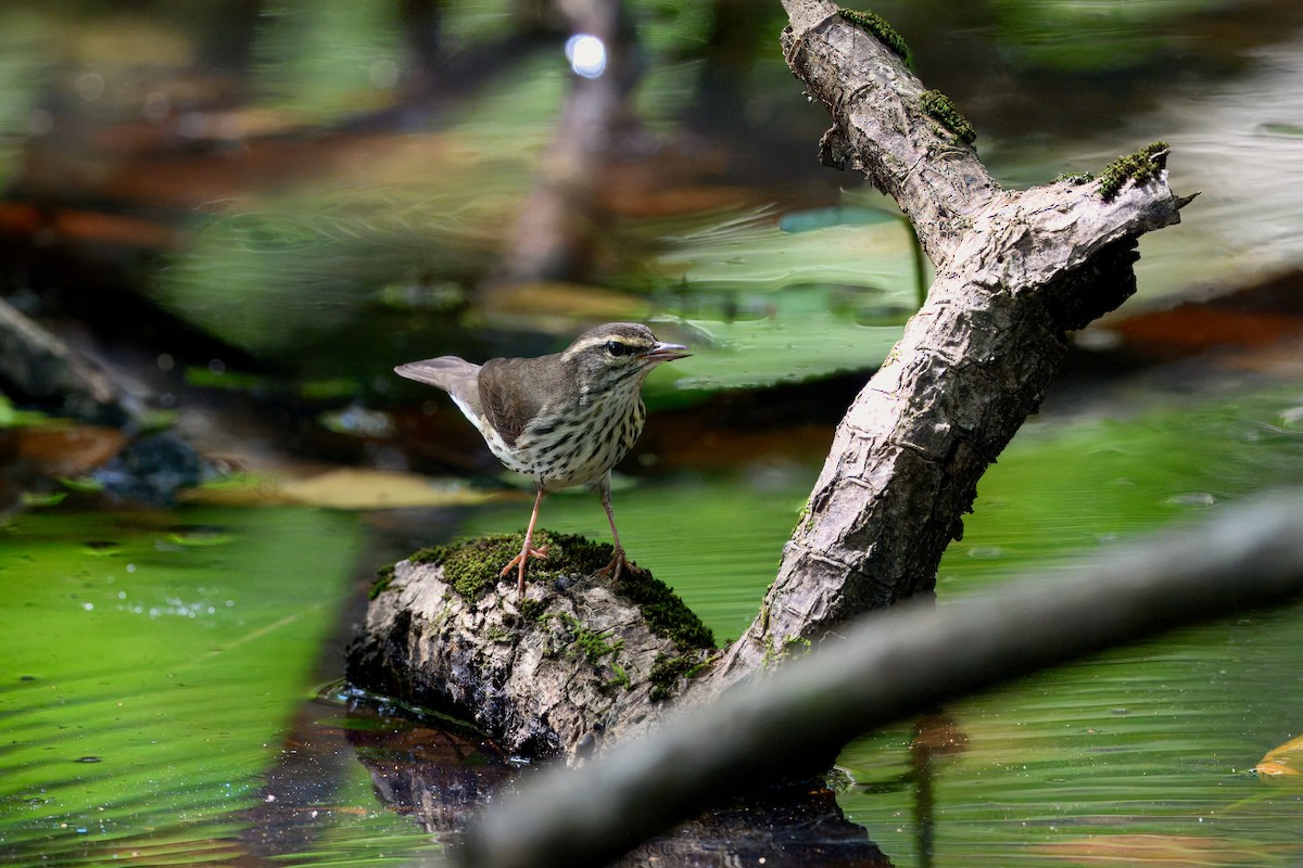 Northern Waterthrush - ML645623729