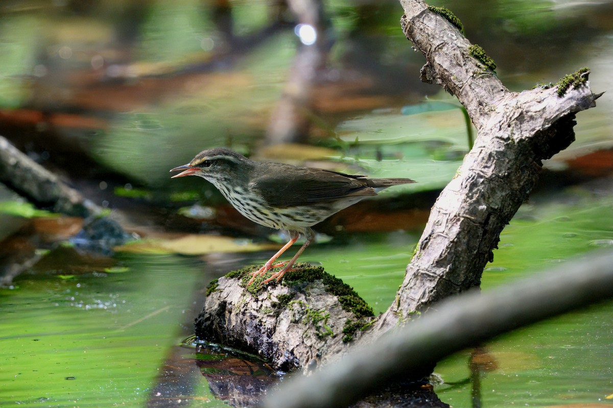 Northern Waterthrush - ML645623731
