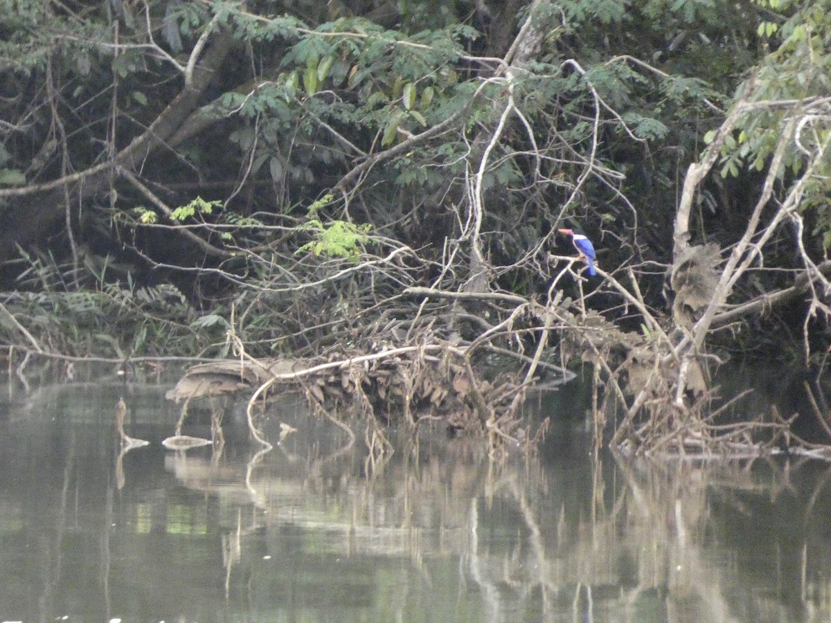 黑頭翡翠 - ML645623733