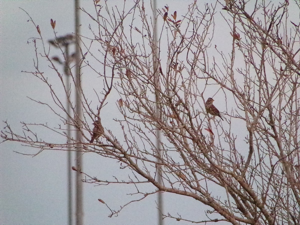 Savannah Sparrow - ML645623736