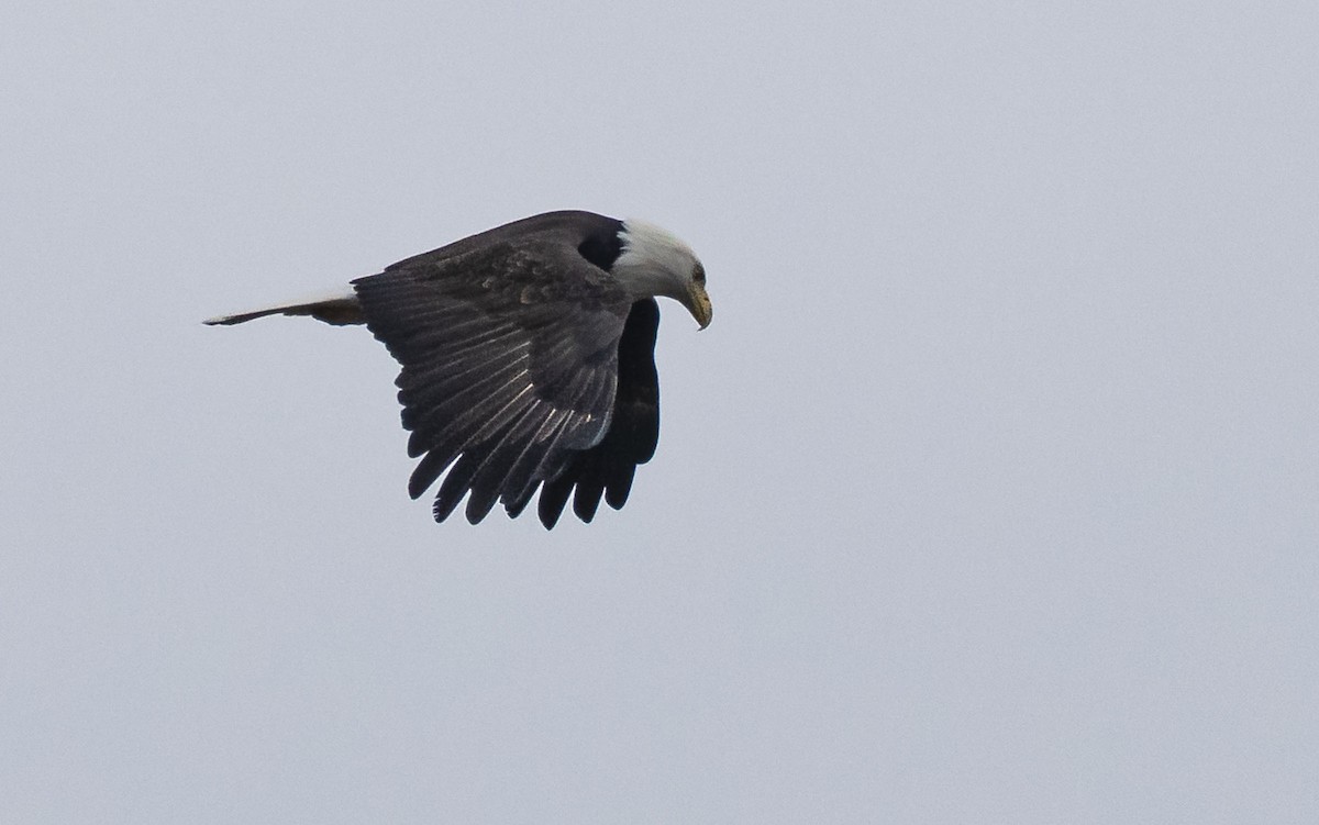 Bald Eagle - ML645623748