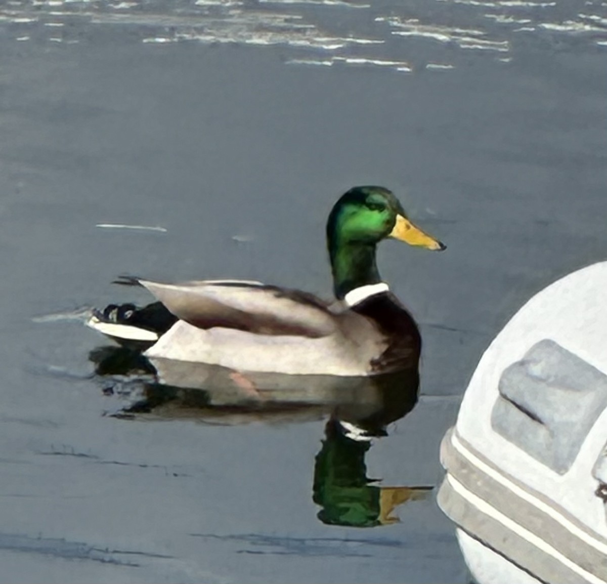 綠頭鴨 - ML645623768