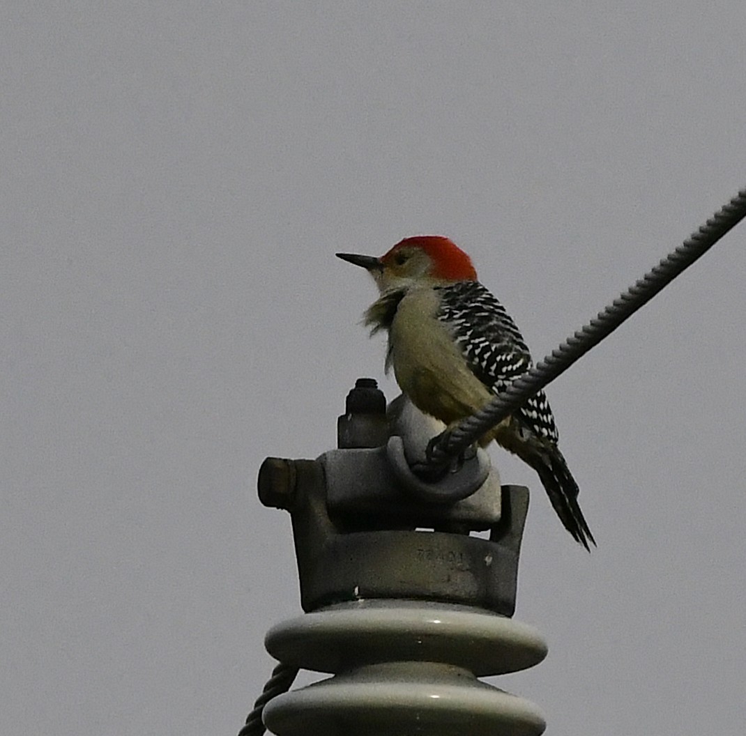 Red-bellied Woodpecker - ML645623771