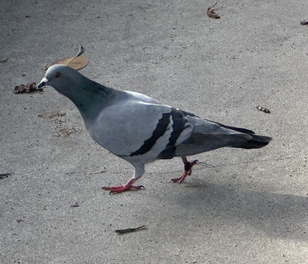 野鴿(野化) - ML645623781