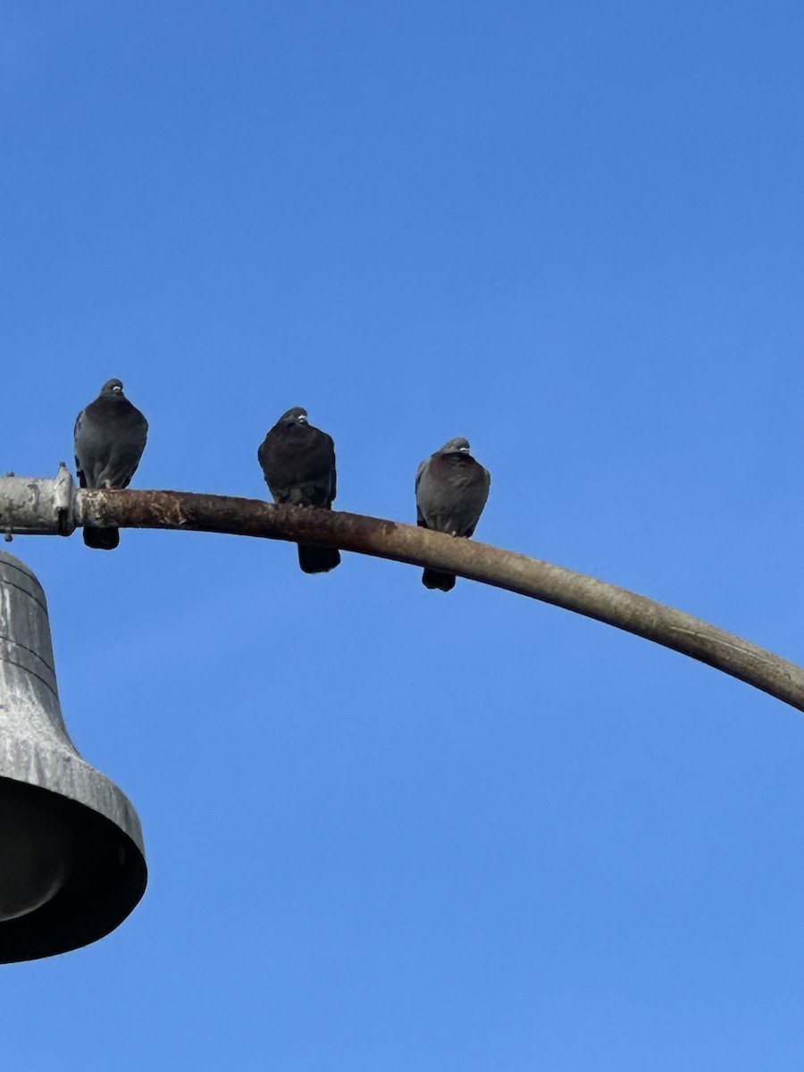 野鴿(野化) - ML645623782