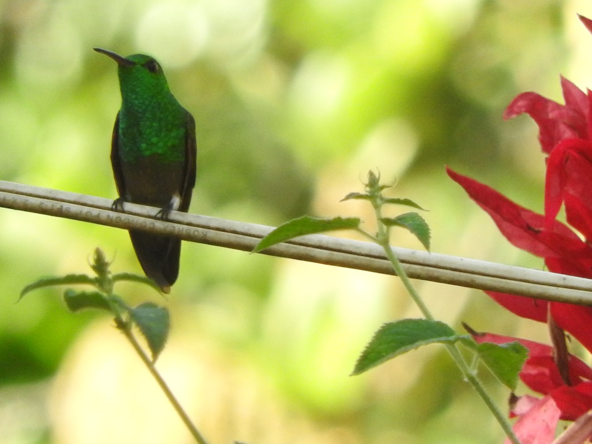 Berylline Hummingbird - ML645623792