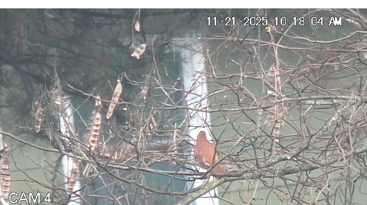 Brown Thrasher - ML645623794