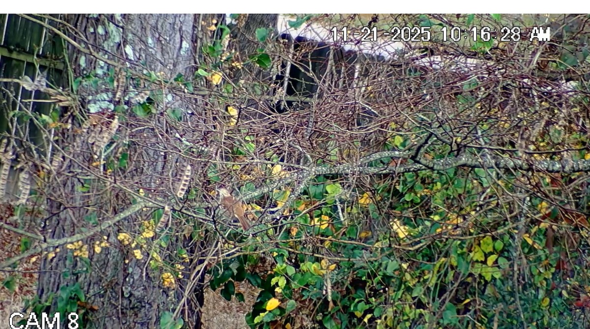 Brown Thrasher - ML645623795