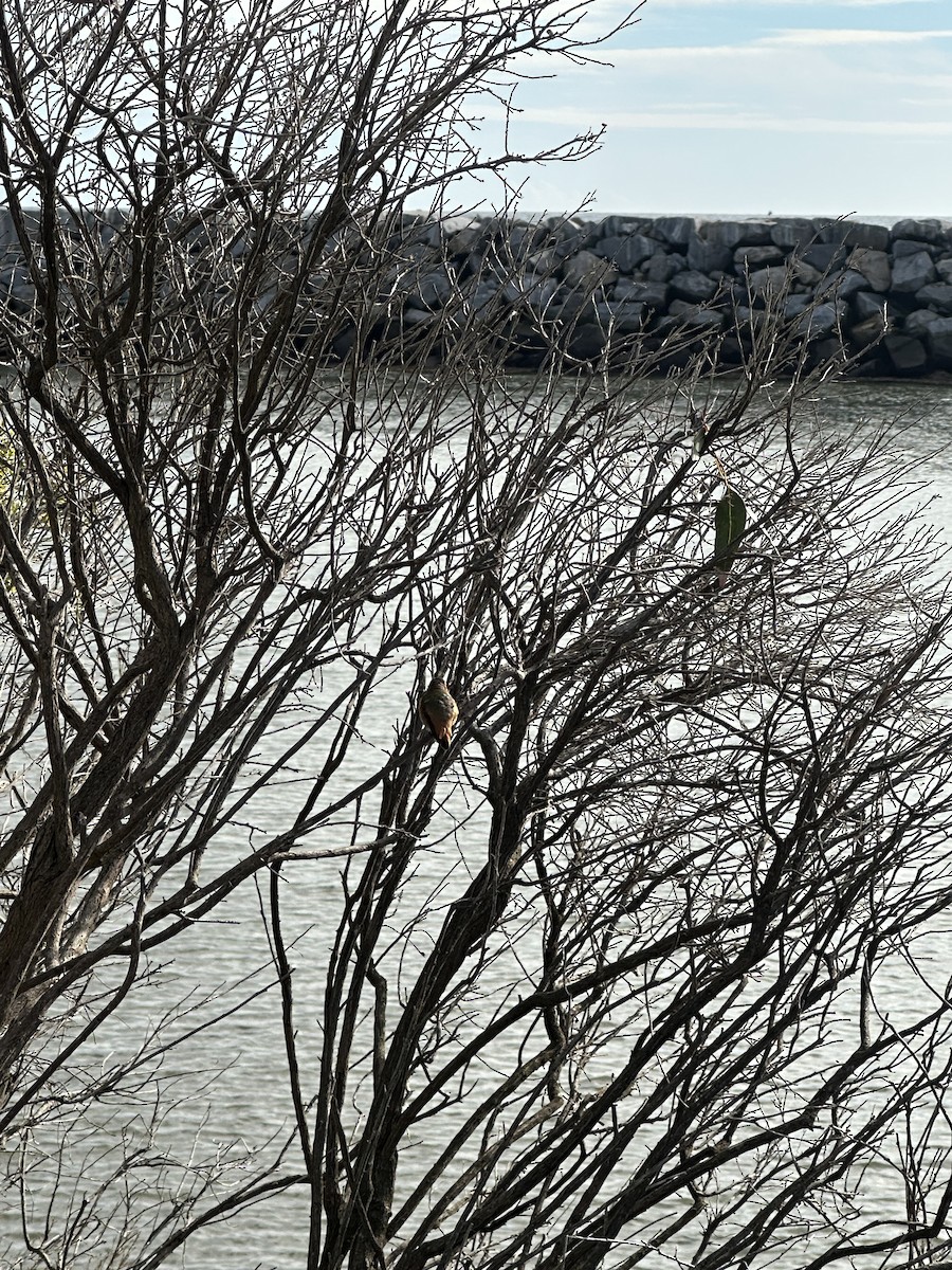 Allen's Hummingbird - ML645623801