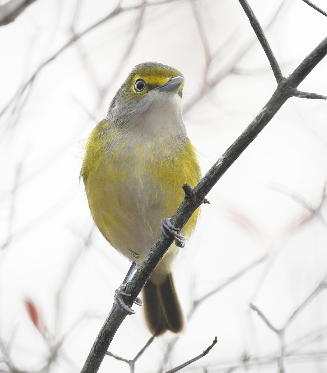 ויראו לבן-עין - ML645623820