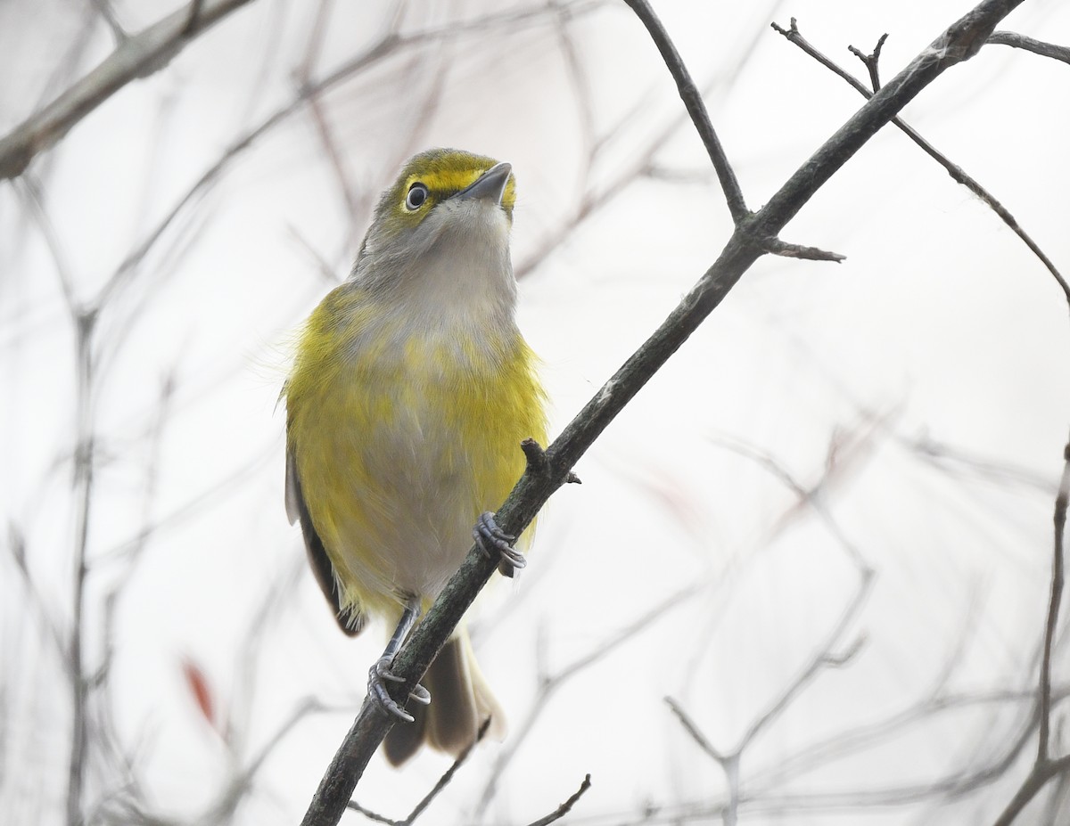 ויראו לבן-עין - ML645623821
