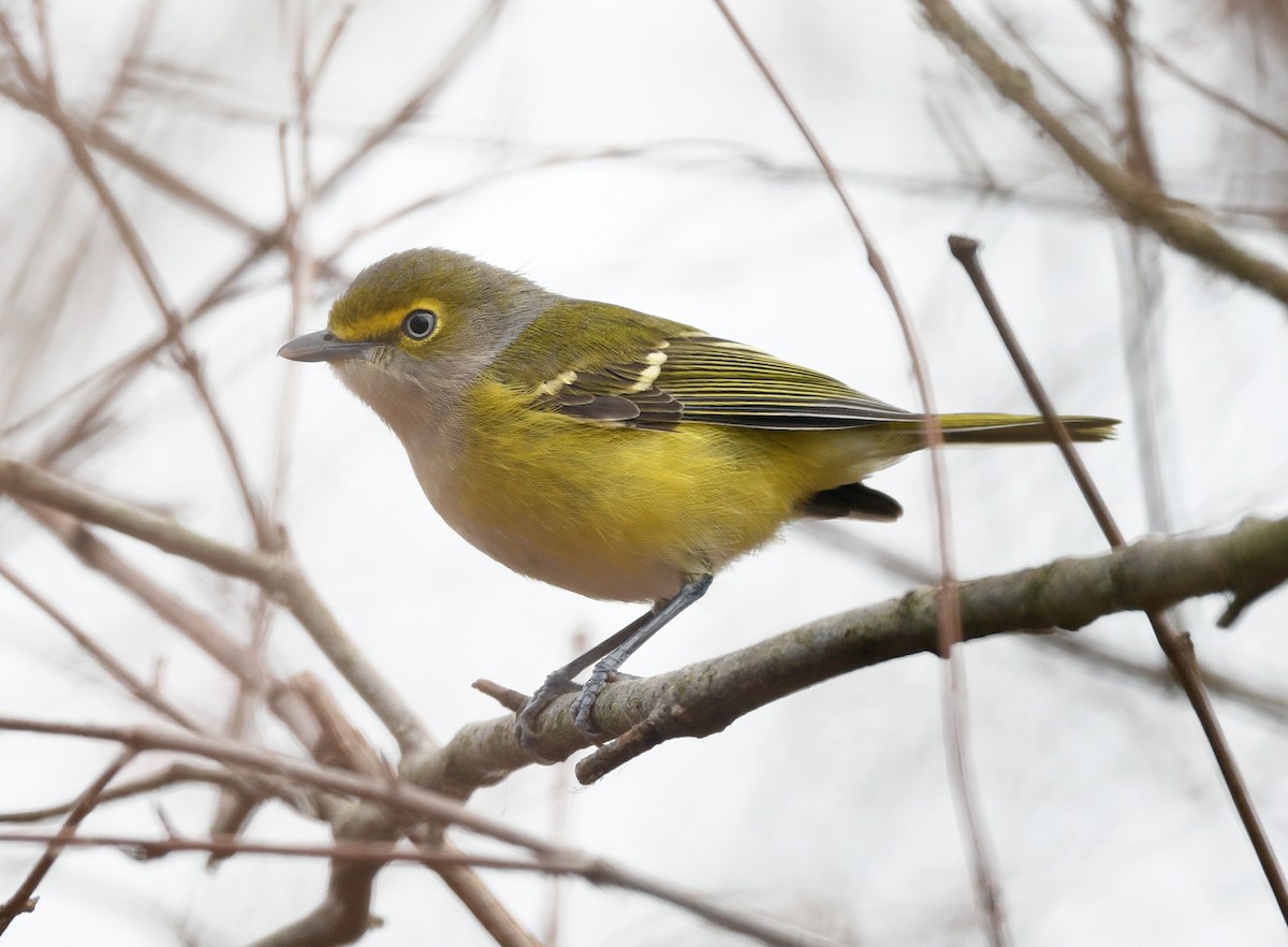 ויראו לבן-עין - ML645623822