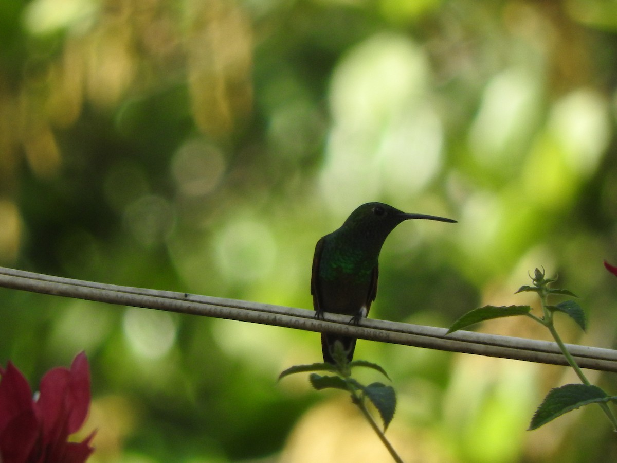 Berylline Hummingbird - ML645623823