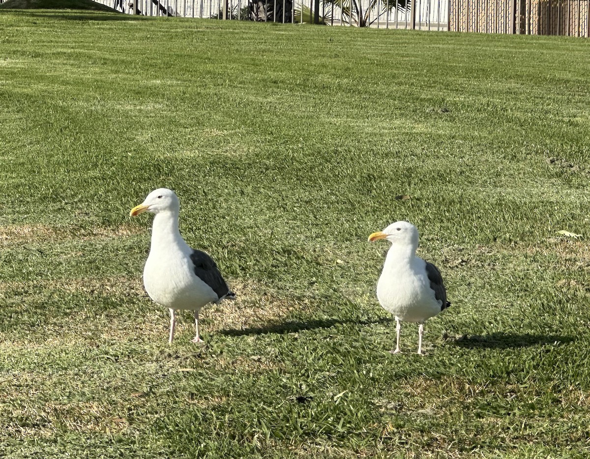 Западная чайка - ML645623826