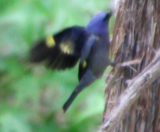 Yellow-winged Tanager - ML645623834