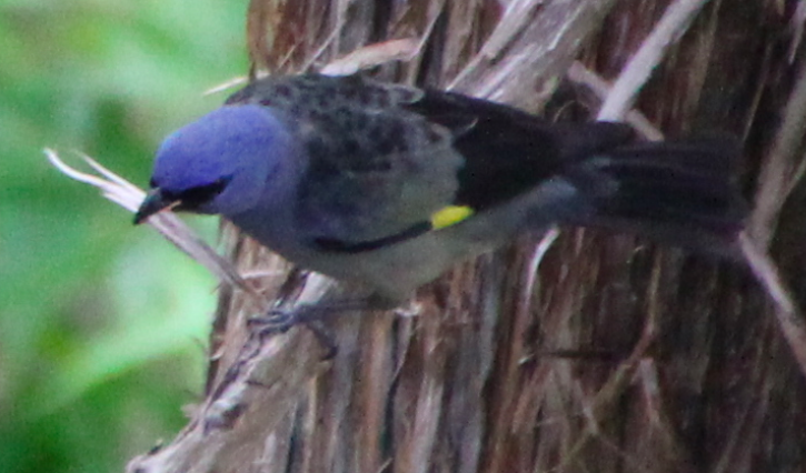 Yellow-winged Tanager - ML645623835