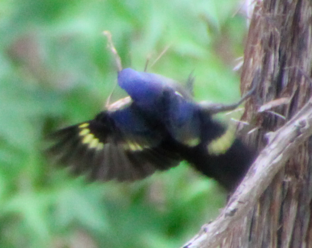 Yellow-winged Tanager - ML645623836