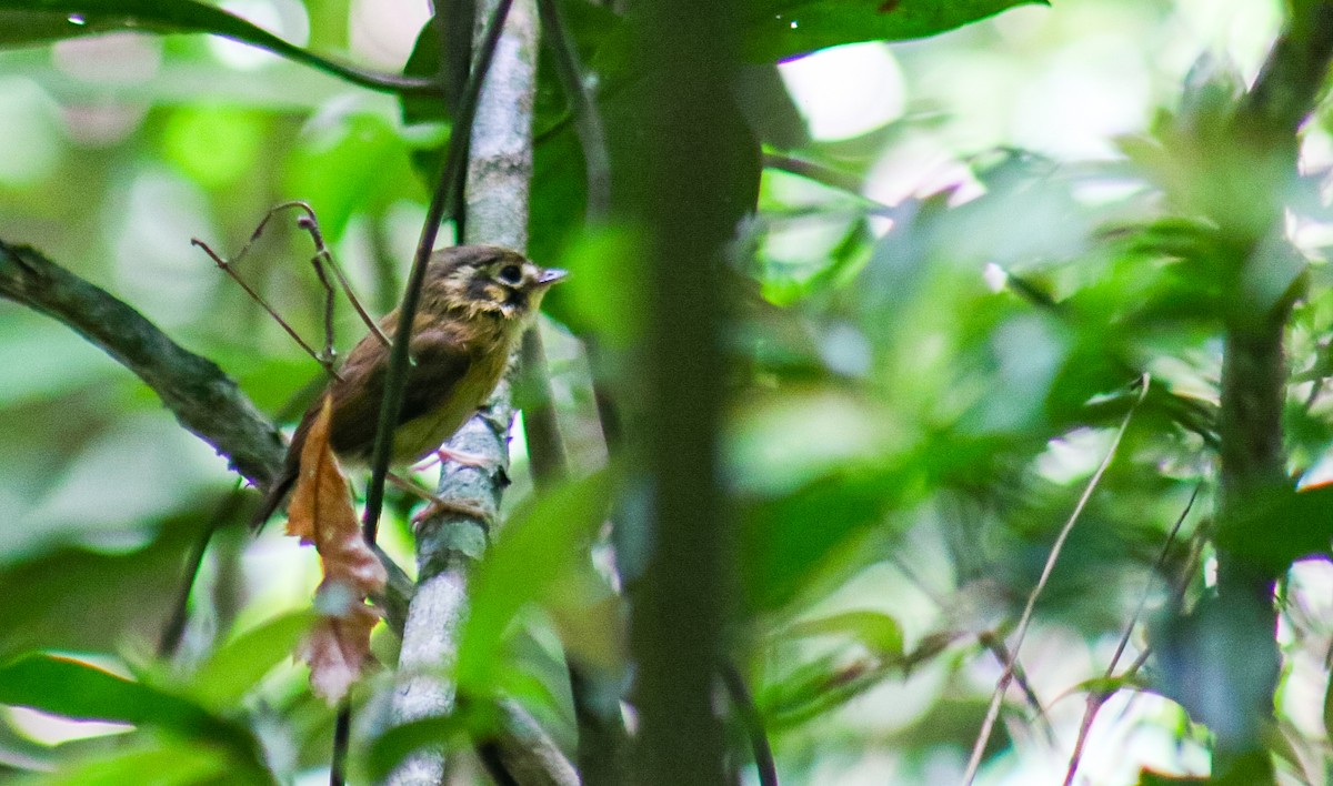 White-throated Spadebill - ML645623841