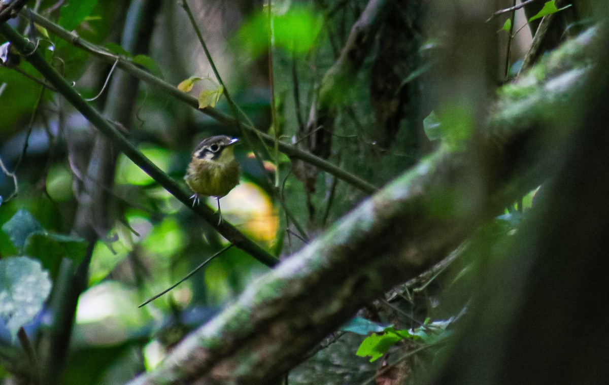 White-throated Spadebill - ML645623842