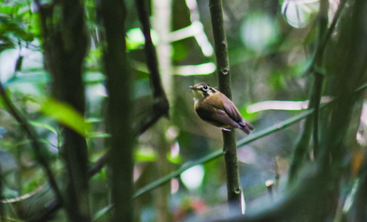 White-throated Spadebill - ML645623844