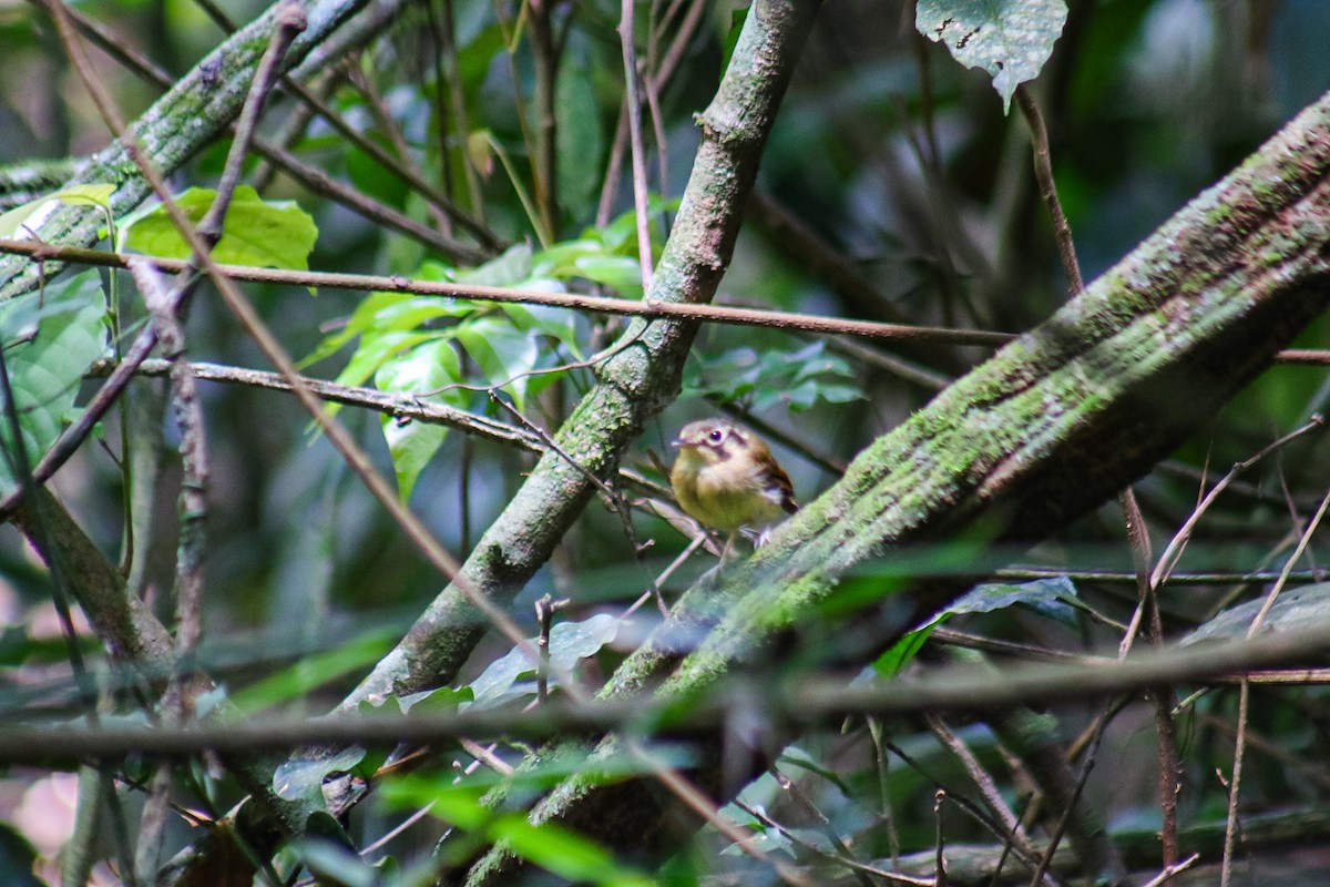 White-throated Spadebill - ML645623845