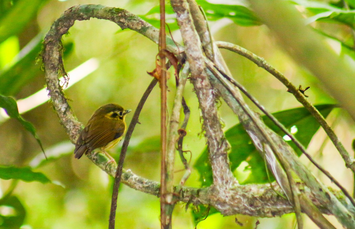 White-throated Spadebill - ML645623847