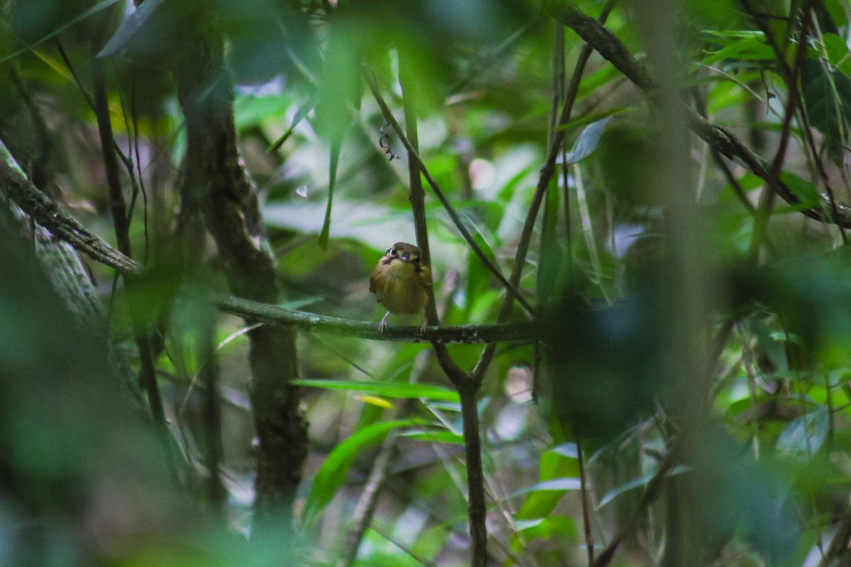 White-throated Spadebill - ML645623848