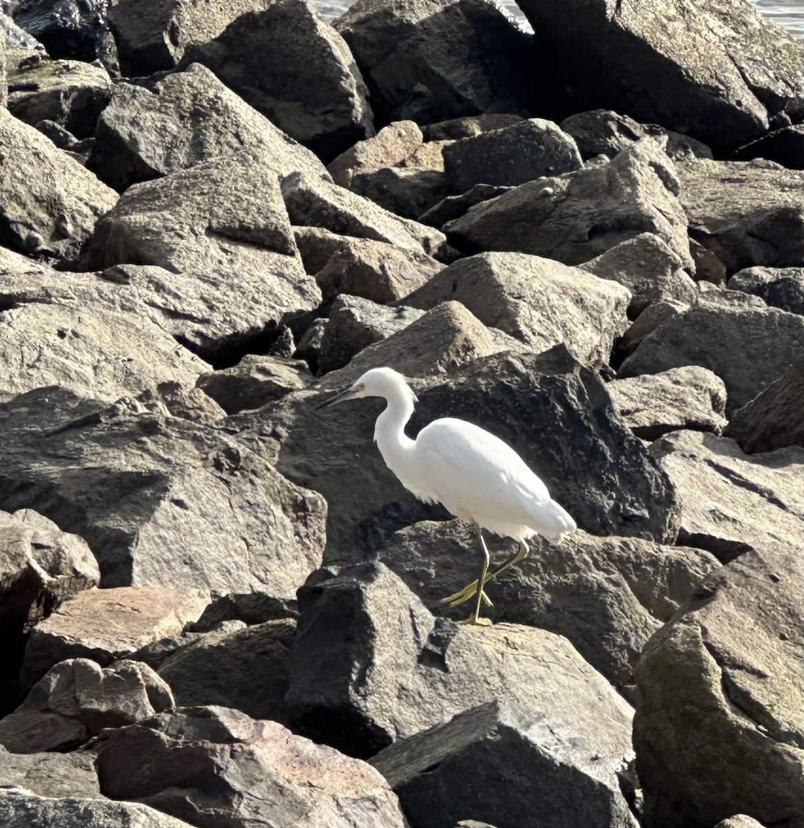 Snowy Egret - ML645623858