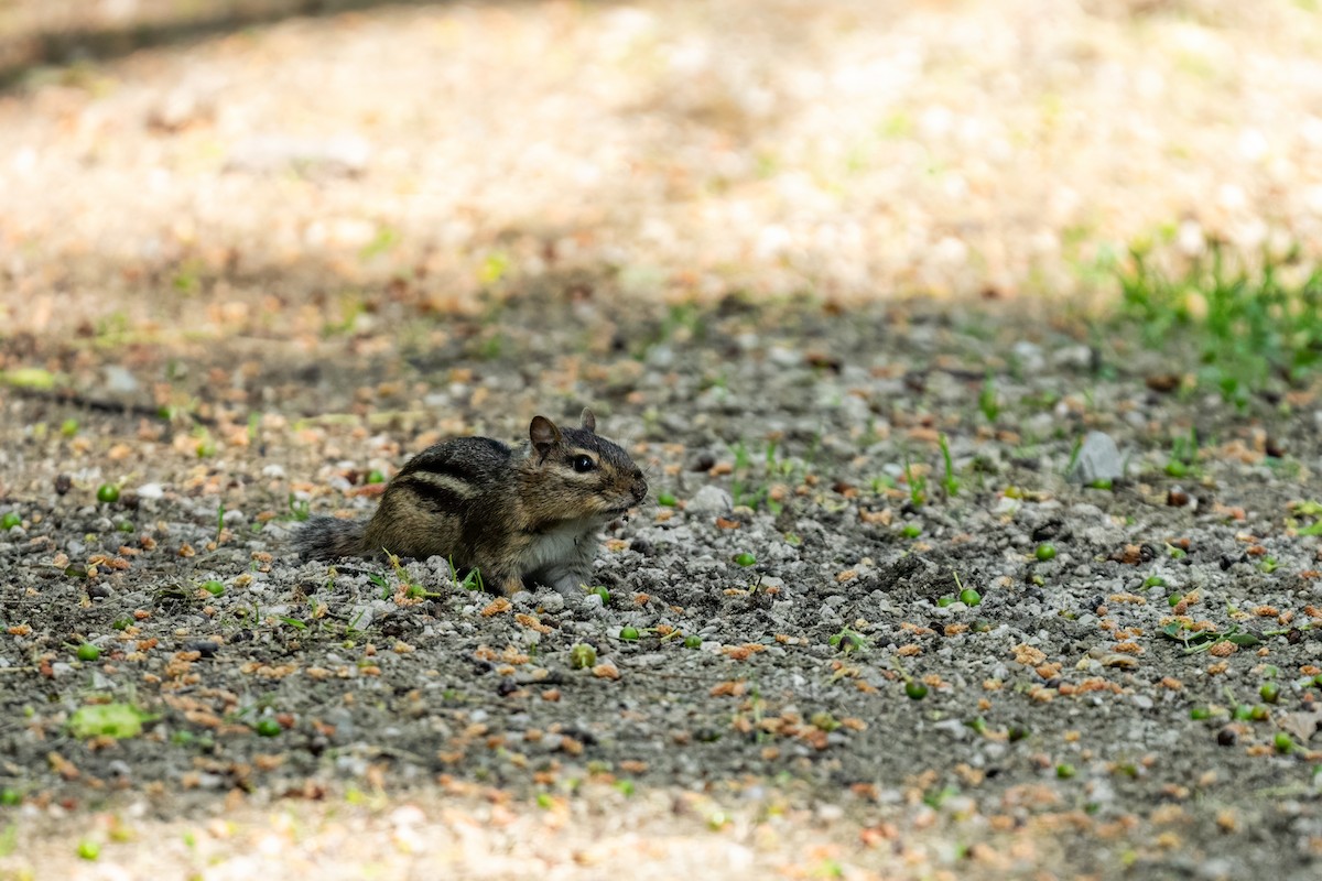東部花栗鼠 - ML645623866