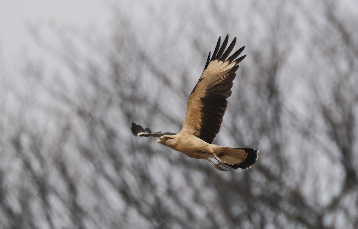 Yellow-headed Caracara - ML645623872