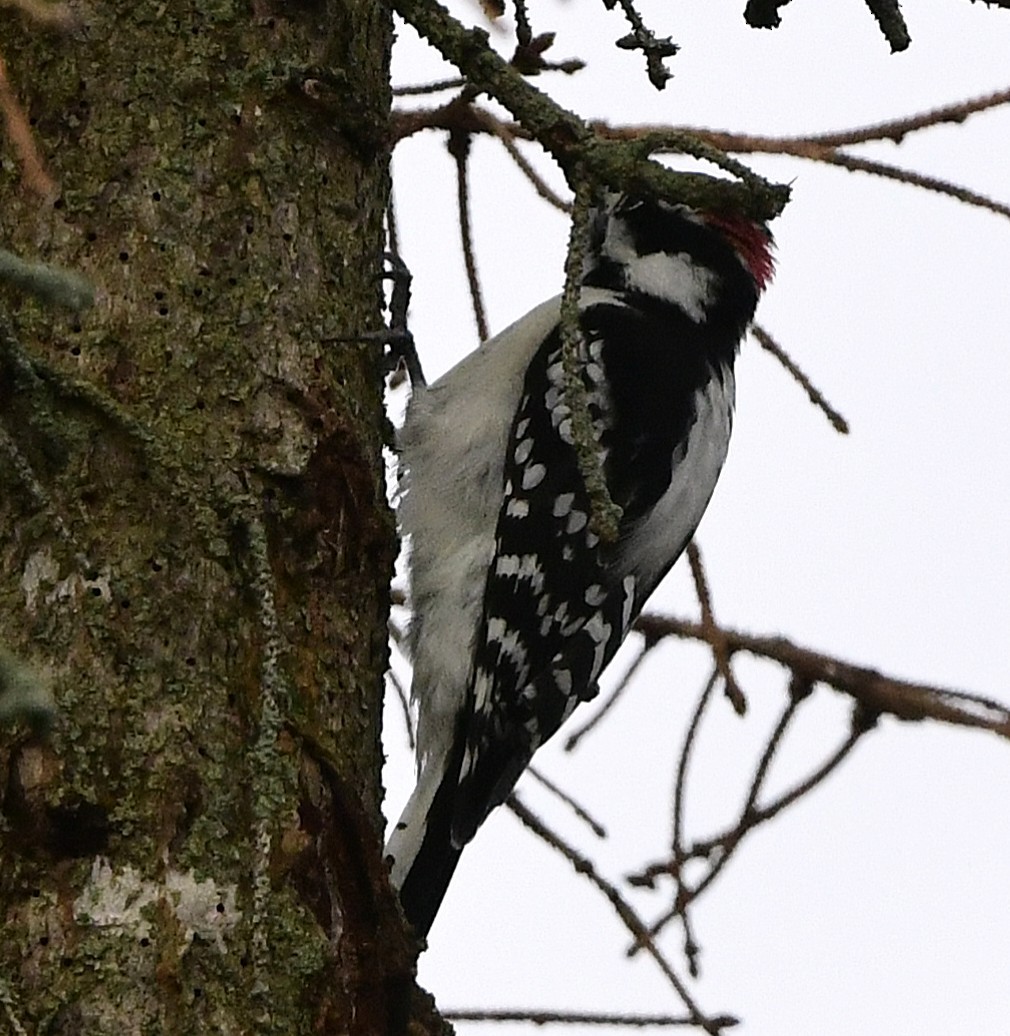 Downy Woodpecker - ML645623876