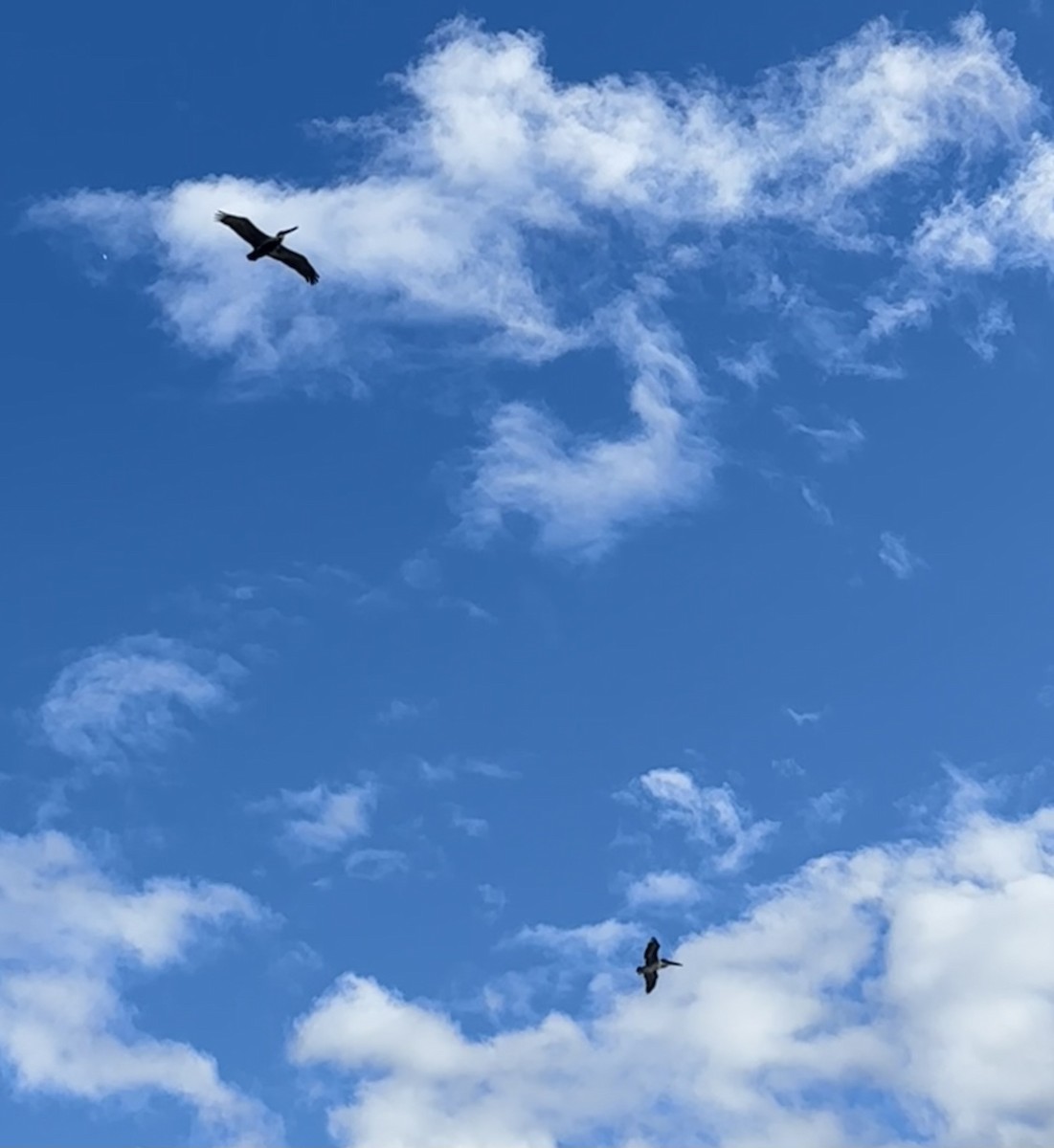 Brown Pelican - ML645623877