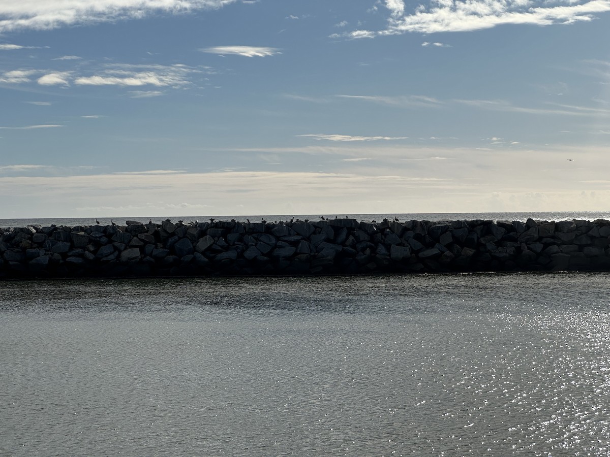 Brown Pelican - ML645623878