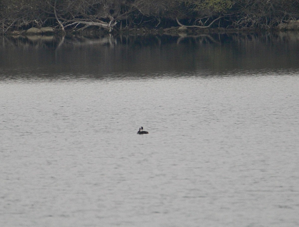 Red-necked Grebe - ML645623879