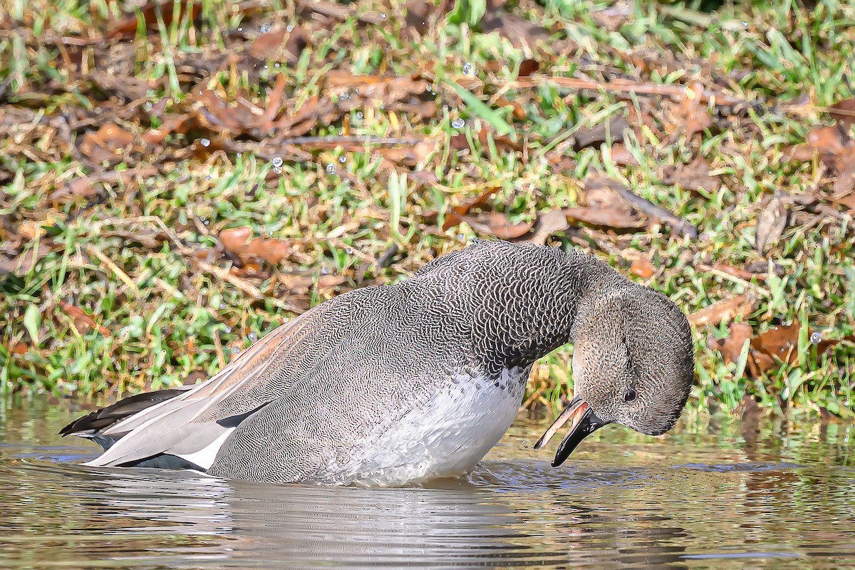 Нерозень - ML645623880