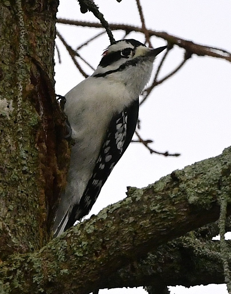 Downy Woodpecker - ML645623881