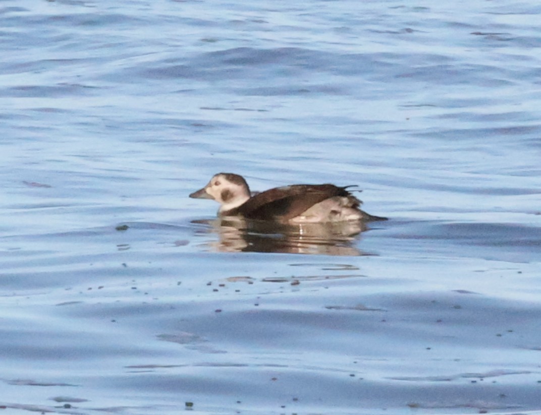 Long-tailed Duck - ML645623884